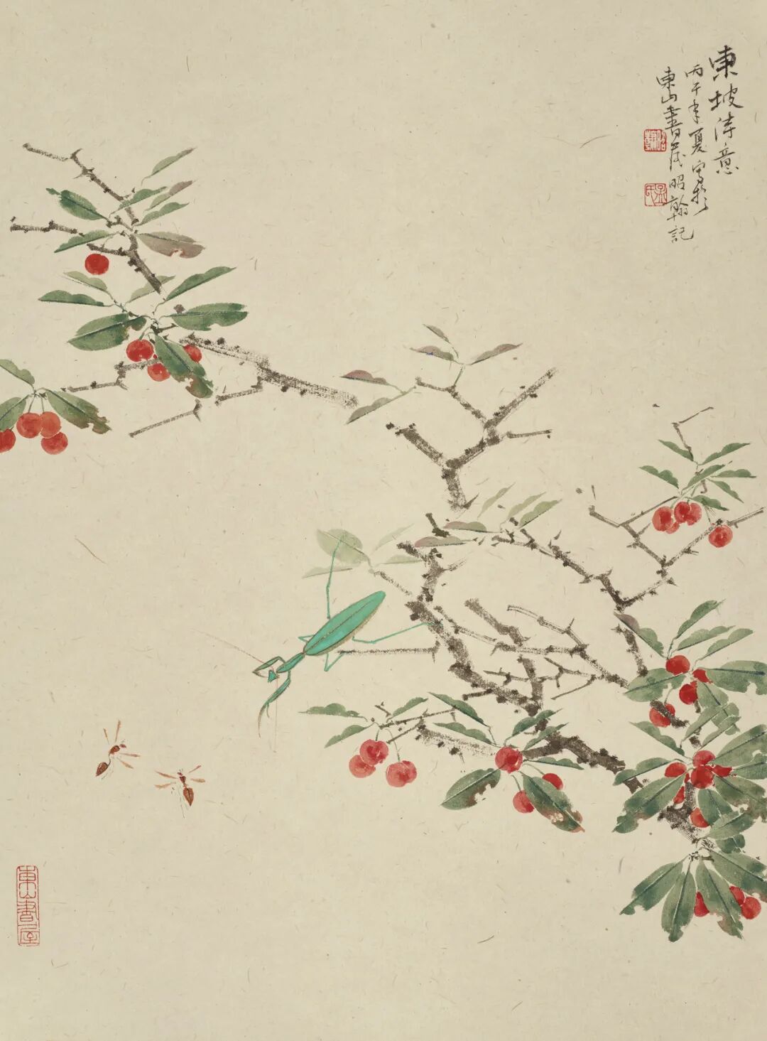 樱桃草虫