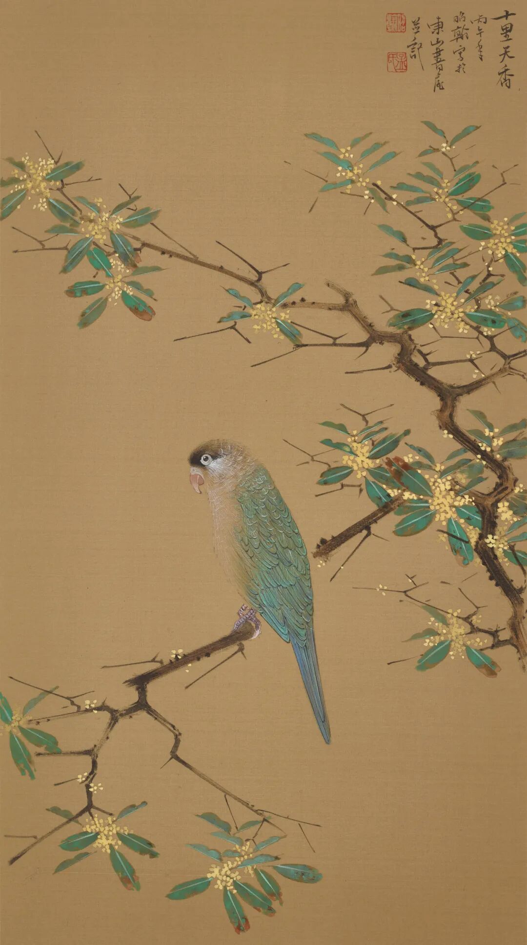 金桂鹦鹉