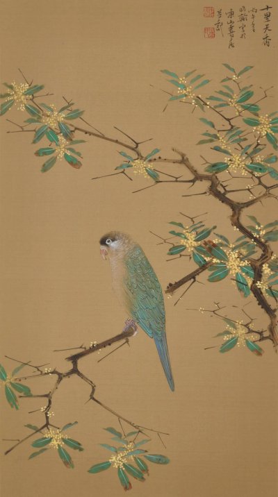 金桂鹦鹉